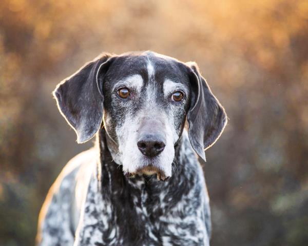 /images/uploads/southeast german shorthaired pointer rescue/segspcalendarcontest2021/entries/21933thumb.jpg